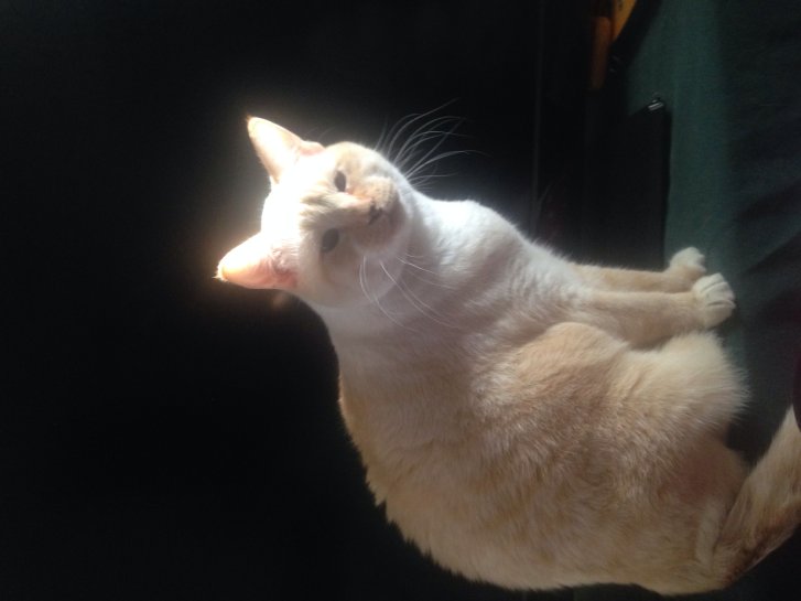 Picture of a cat / kitten / feline