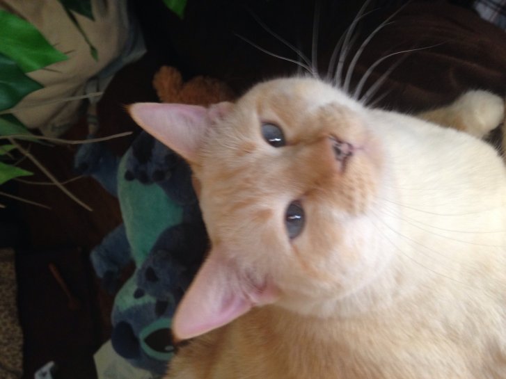 Picture of a cat / kitten / feline