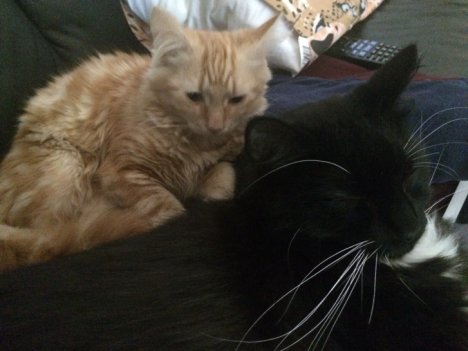 Picture of a cat / kitten / feline