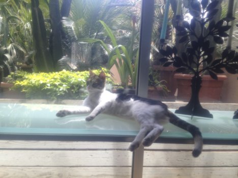 Picture of a cat / kitten / feline