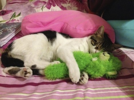 Picture of a cat / kitten / feline