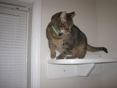 Picture of a cat / kitten / feline