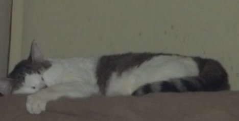 Picture of a cat / kitten / feline