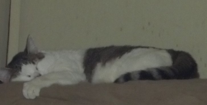 Picture of a cat / kitten / feline