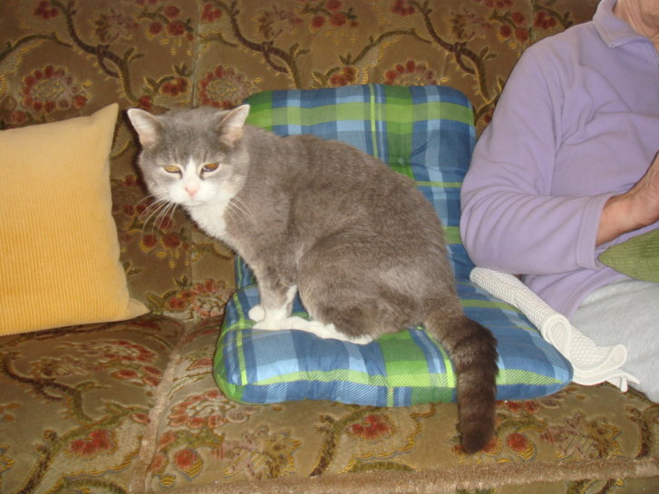 Picture of a cat / kitten / feline