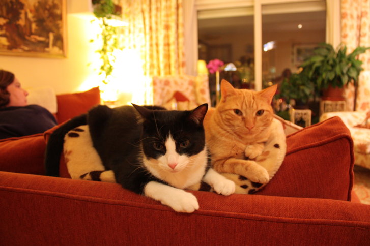 Picture of a cat / kitten / feline