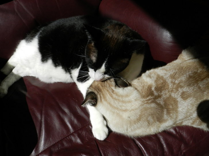 Picture of a cat / kitten / feline