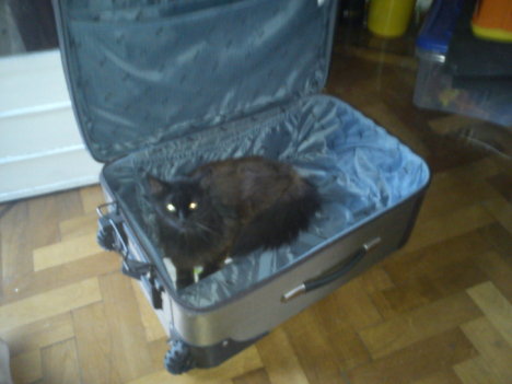 Picture of a cat / kitten / feline