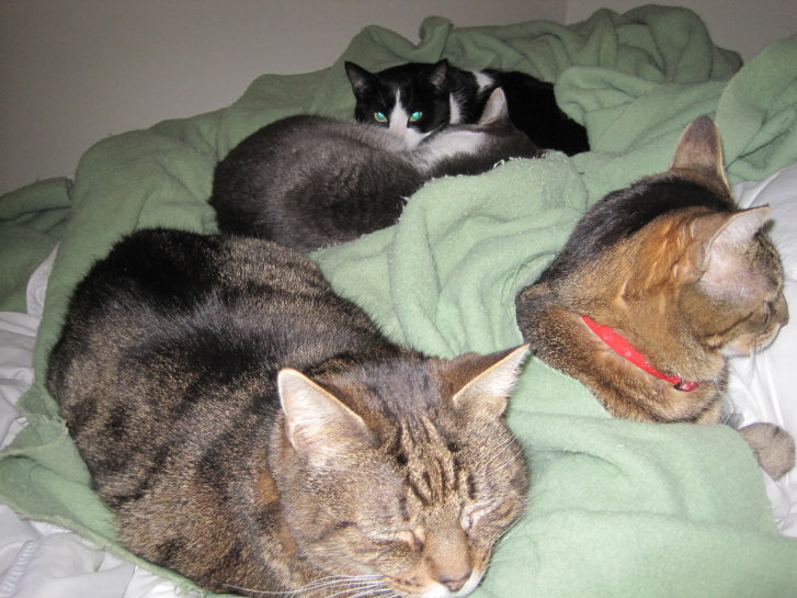 Picture of a cat / kitten / feline