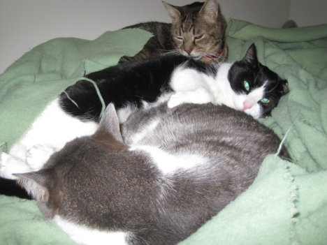 Picture of a cat / kitten / feline