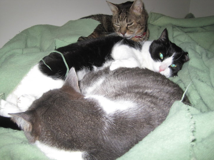 Picture of a cat / kitten / feline