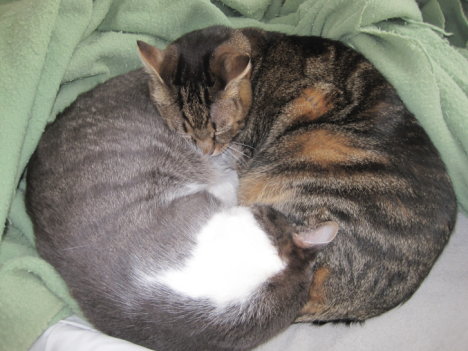 Picture of a cat / kitten / feline