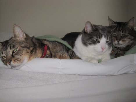 Picture of a cat / kitten / feline