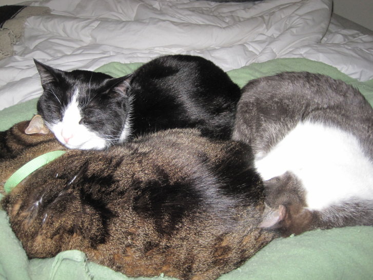 Picture of a cat / kitten / feline