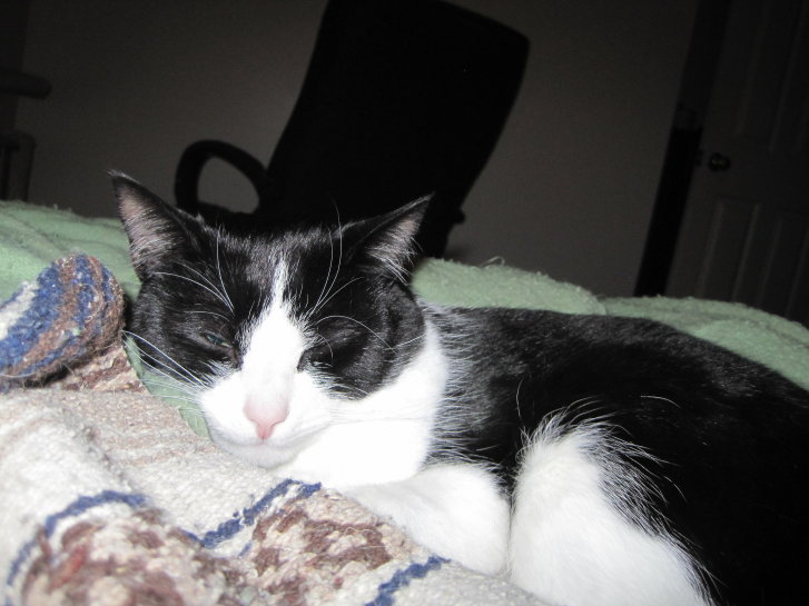 Picture of a cat / kitten / feline