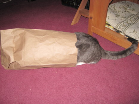 Picture of a cat / kitten / feline