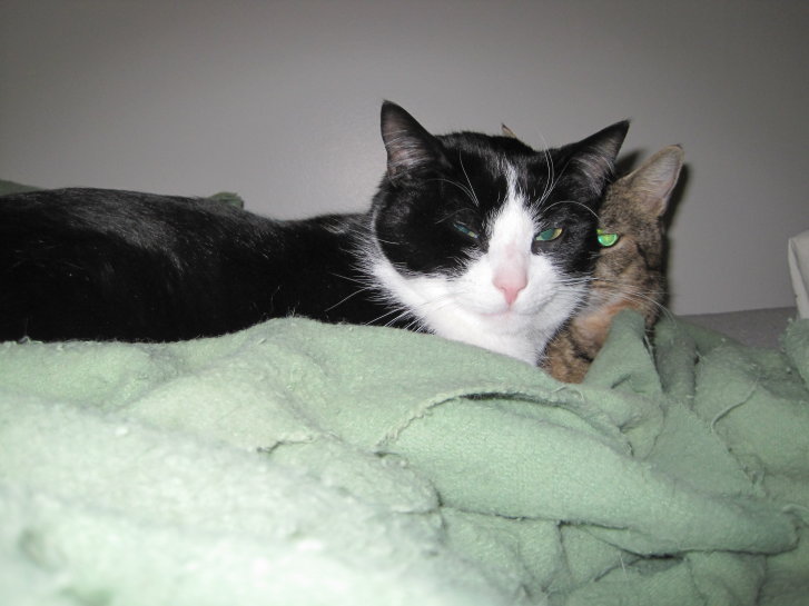 Picture of a cat / kitten / feline