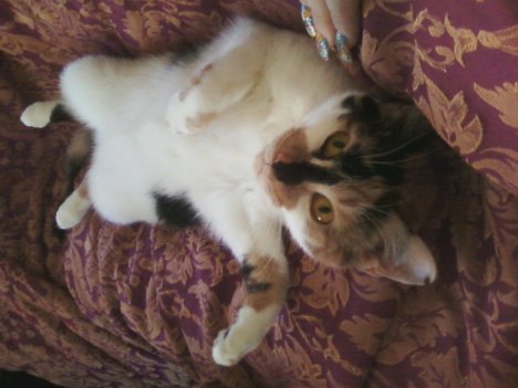 Picture of a cat / kitten / feline