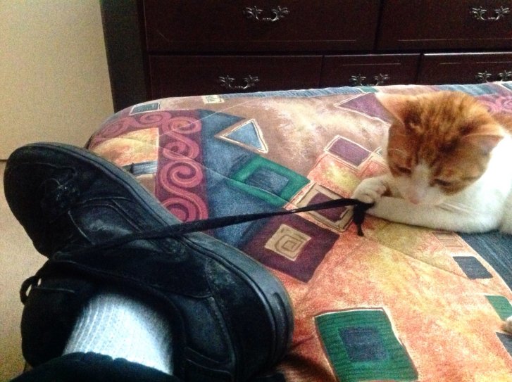 Picture of a cat / kitten / feline