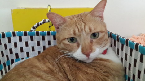 Picture of a cat / kitten / feline