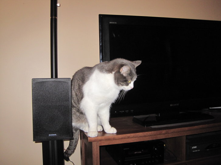 Picture of a cat / kitten / feline