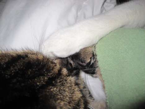 Picture of a cat / kitten / feline