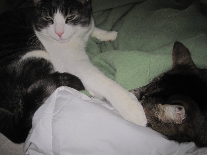 Picture of a cat / kitten / feline