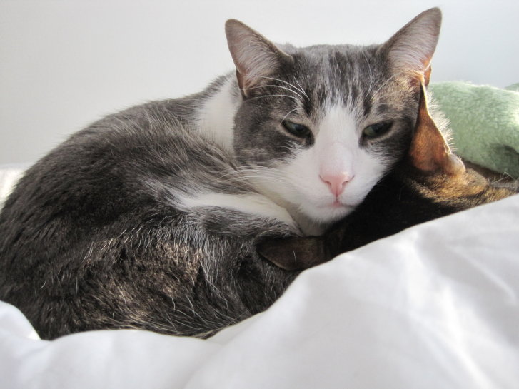 Picture of a cat / kitten / feline