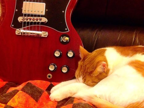 Picture of a cat / kitten / feline