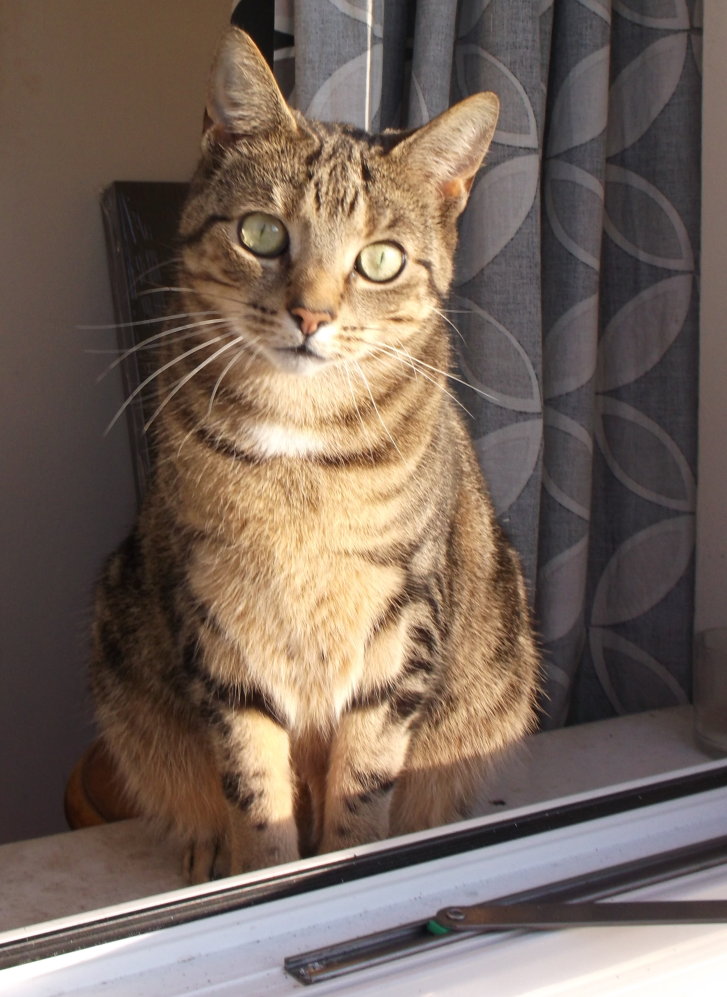 Picture of a cat / kitten / feline