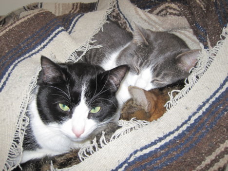 Picture of a cat / kitten / feline