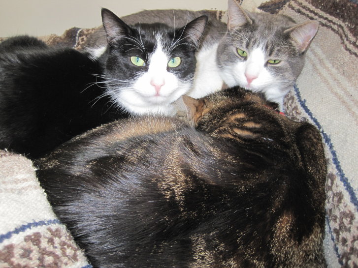 Picture of a cat / kitten / feline