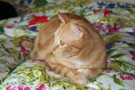 Picture of a cat / kitten / feline