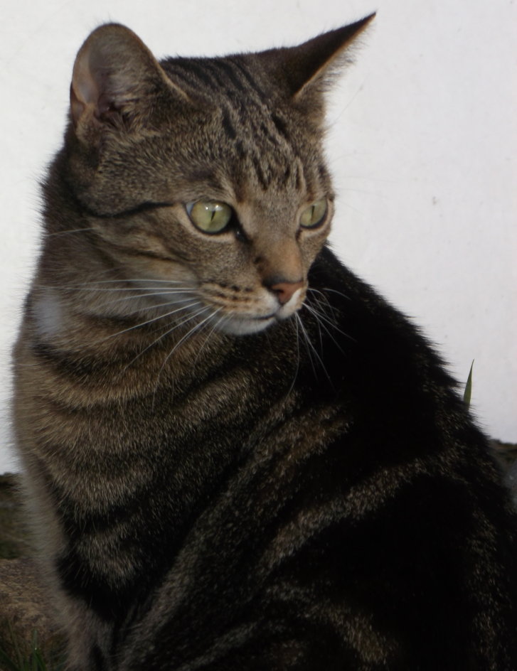 Picture of a cat / kitten / feline