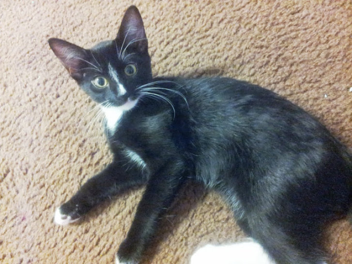 Picture of a cat / kitten / feline