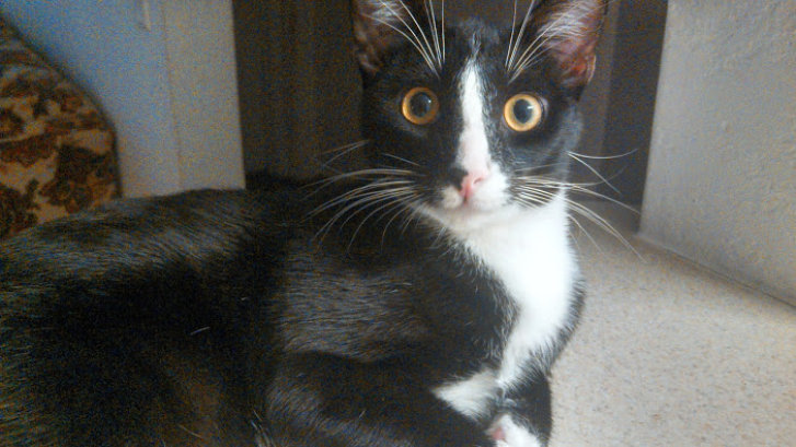 Picture of a cat / kitten / feline