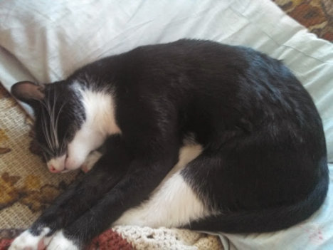 Picture of a cat / kitten / feline