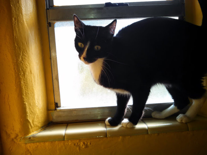 Picture of a cat / kitten / feline