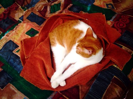 Picture of a cat / kitten / feline