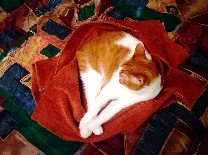 Picture of a cat / kitten / feline