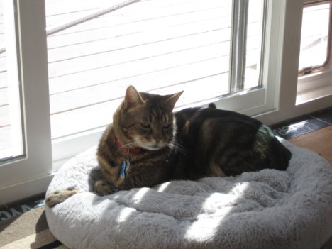 Picture of a cat / kitten / feline