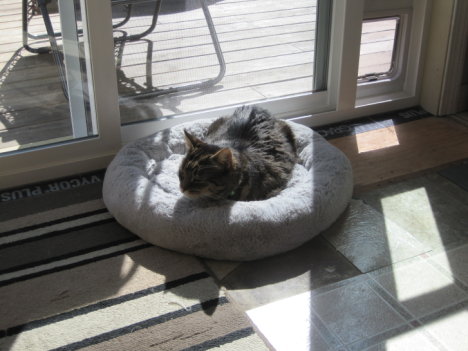 Picture of a cat / kitten / feline