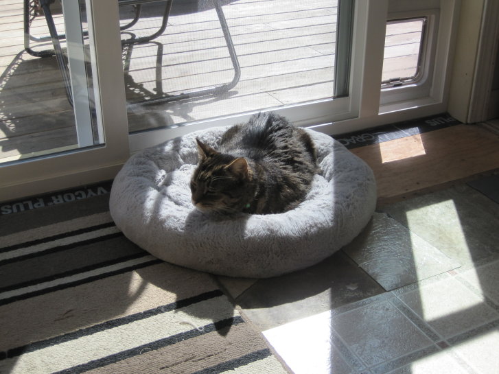 Picture of a cat / kitten / feline