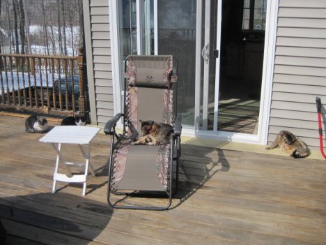 Picture of a cat / kitten / feline