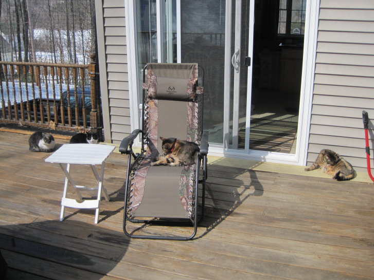 Picture of a cat / kitten / feline