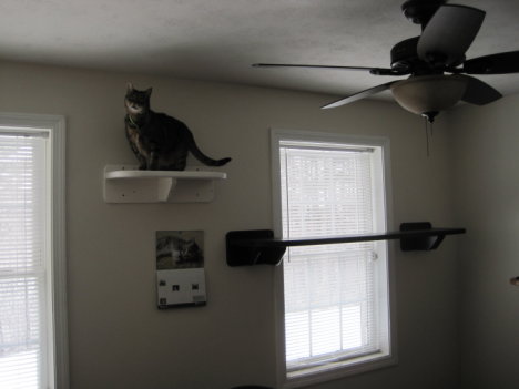 Picture of a cat / kitten / feline