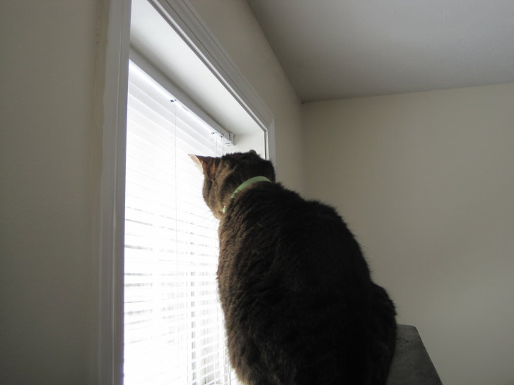 Picture of a cat / kitten / feline