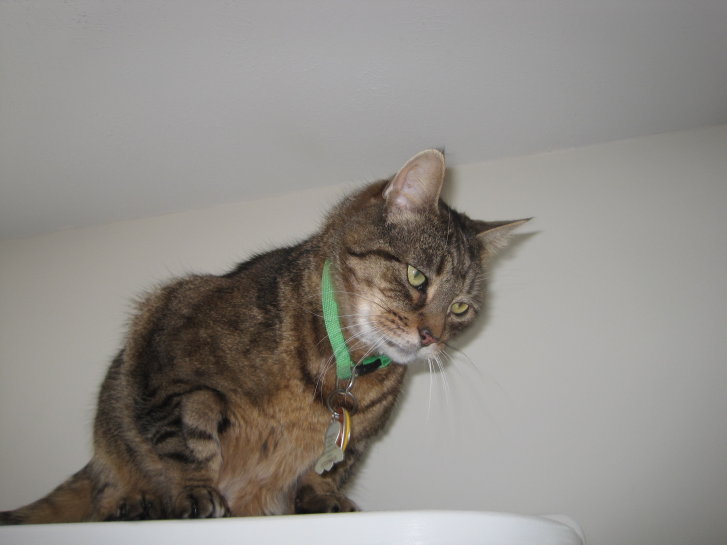 Picture of a cat / kitten / feline