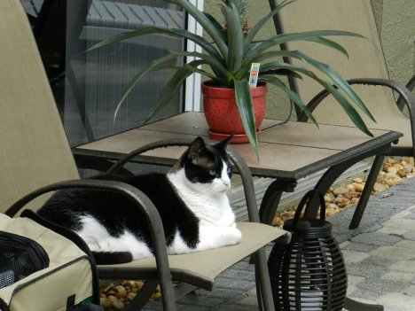 Picture of a cat / kitten / feline