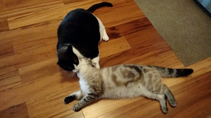 Picture of a cat / kitten / feline